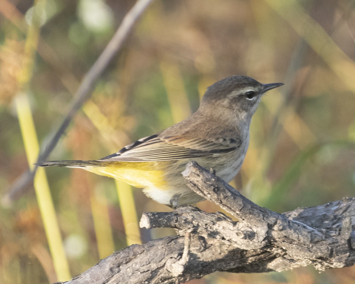 Palm Warbler - ML609786825