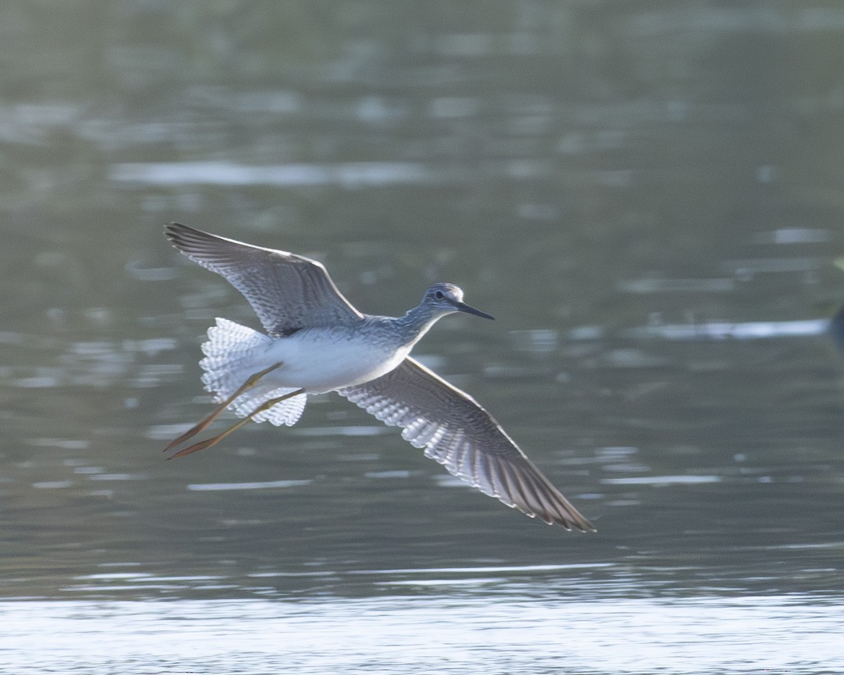 Greater Yellowlegs - ML609786840