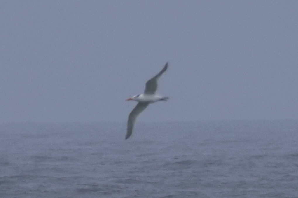 Royal Tern - ML609786908