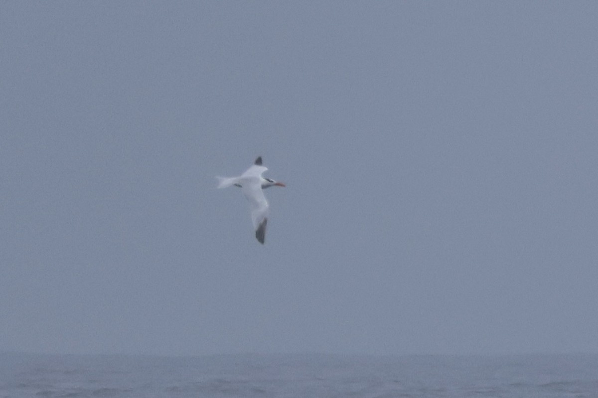 Royal Tern - ML609786909