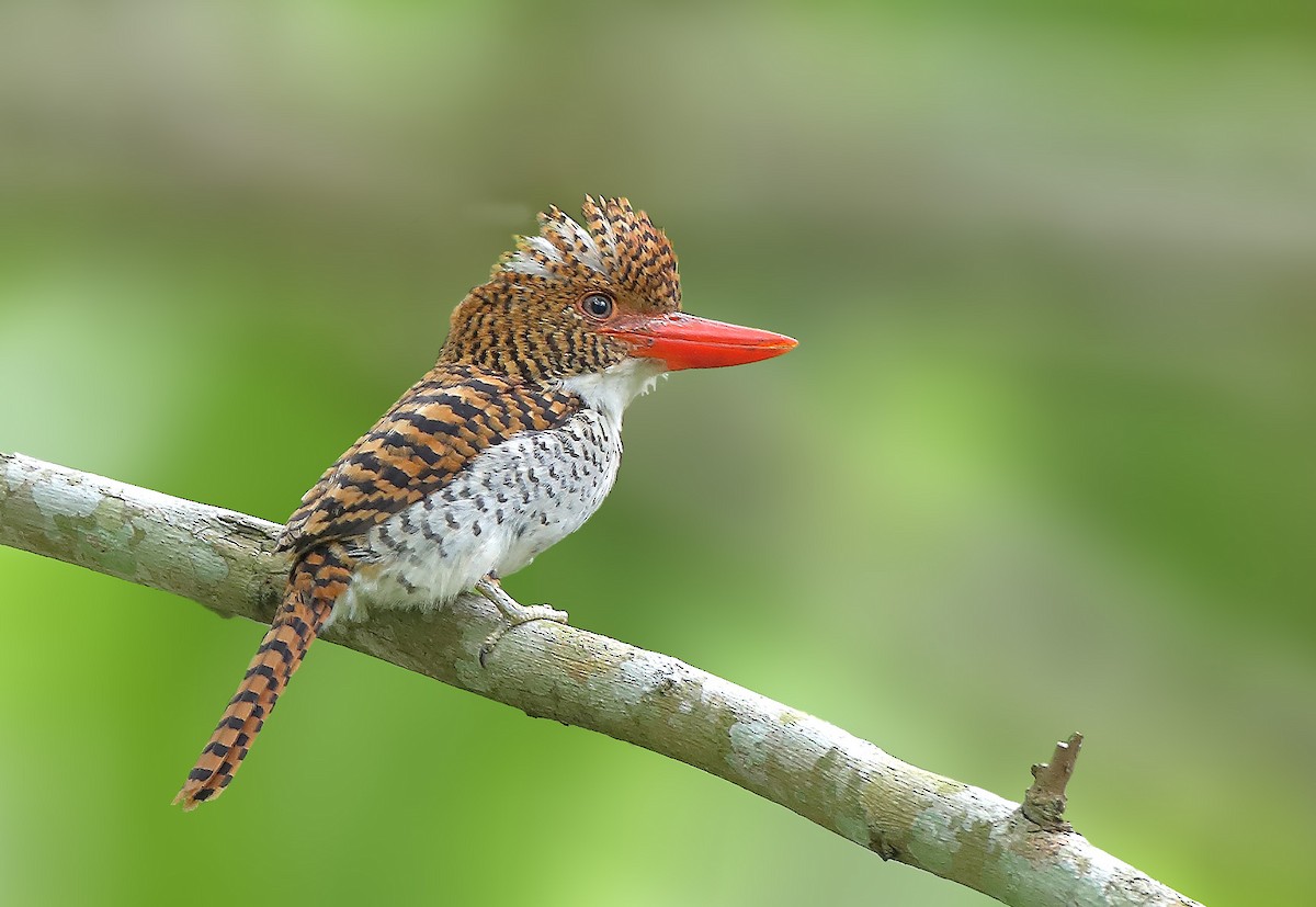 Banded Kingfisher - ML609786953