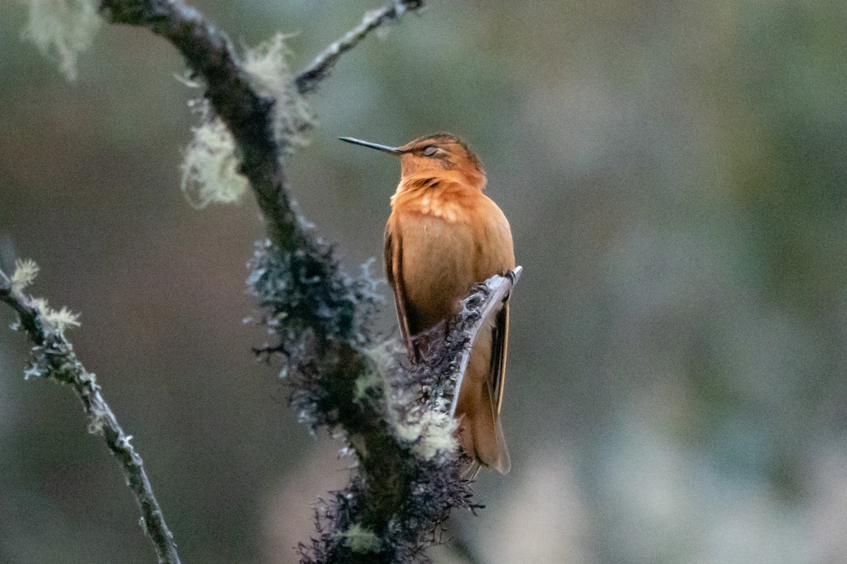 Colibri étincelant - ML609786999