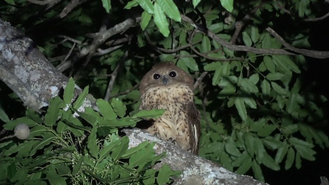 Pel's Fishing-Owl - ML609787022