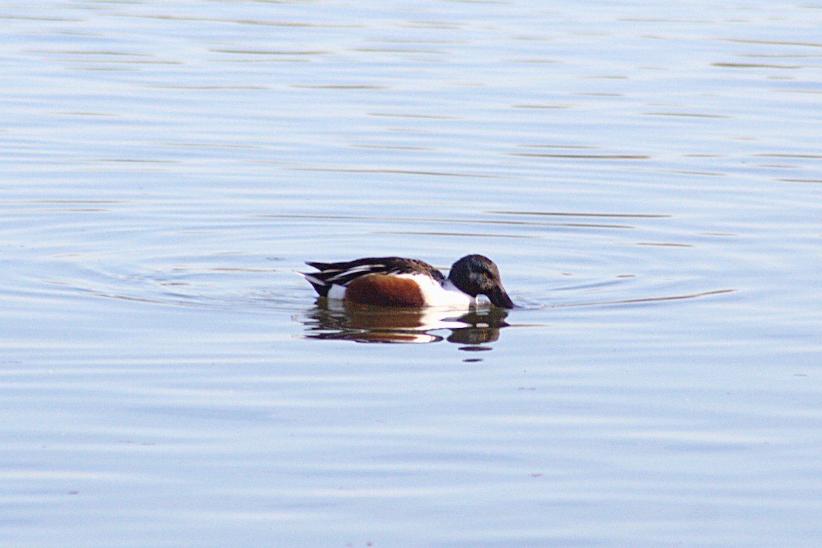 Northern Shoveler - ML609787052