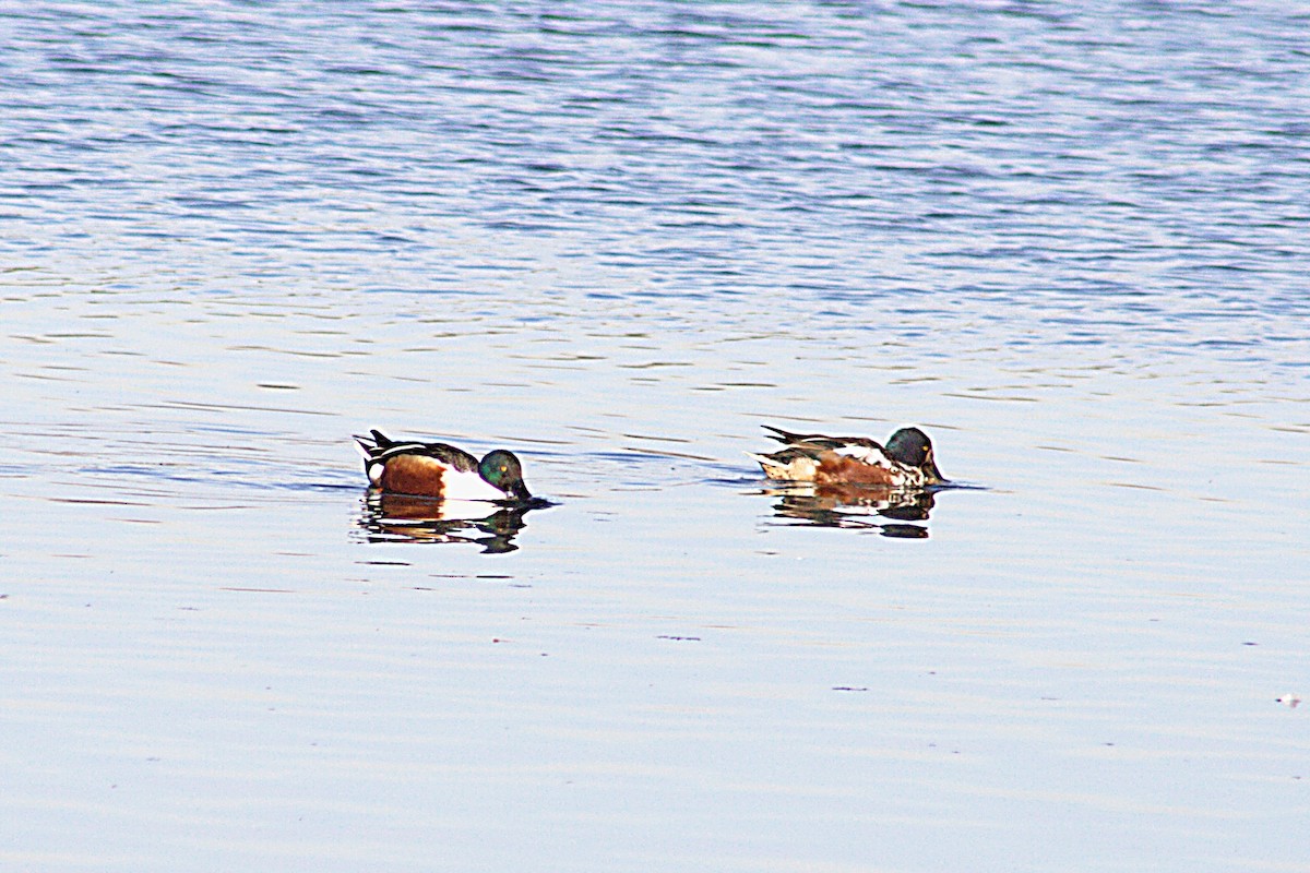 Northern Shoveler - ML609787054