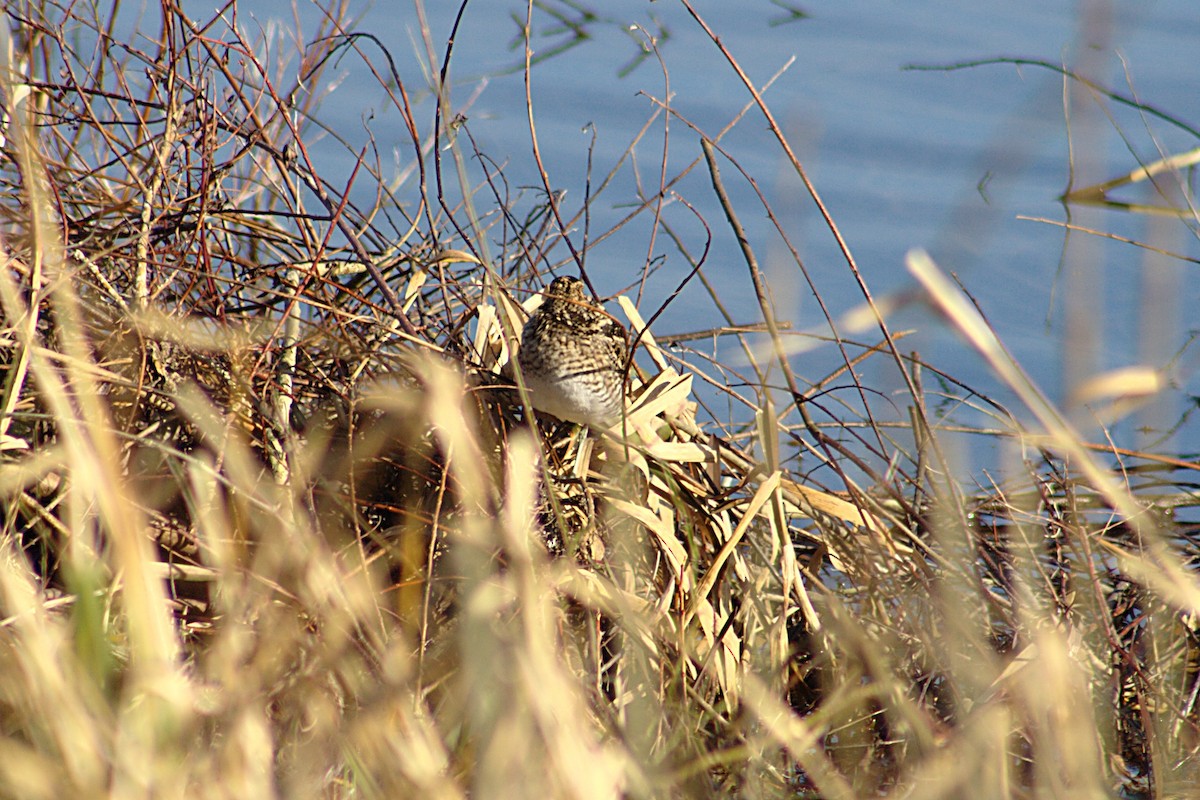 Common Snipe - ML609787091