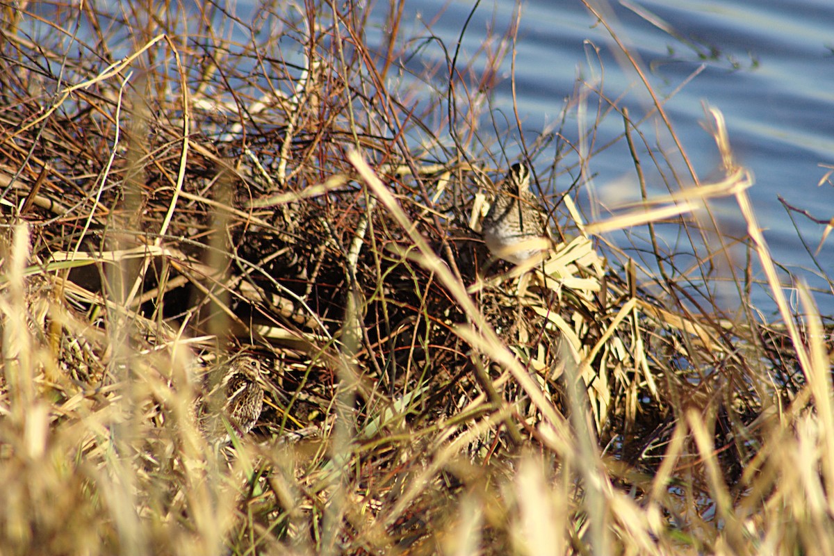 Common Snipe - ML609787092