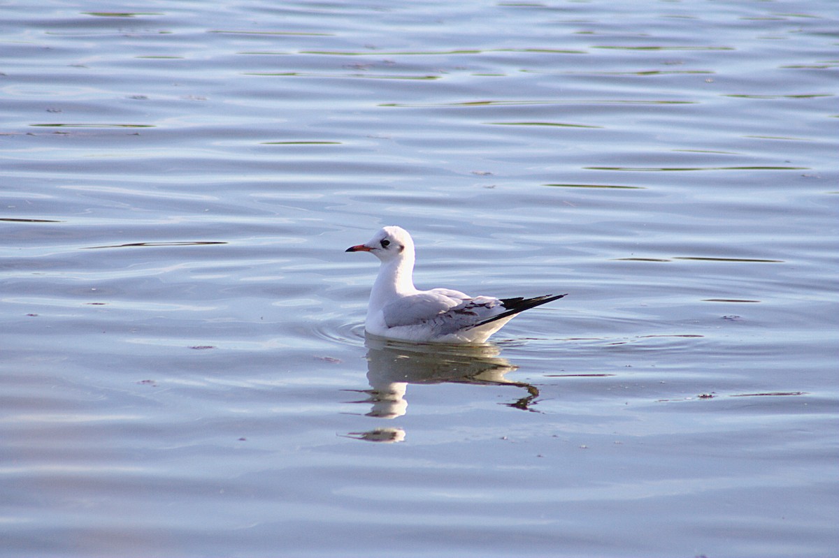 Mouette rieuse - ML609787093