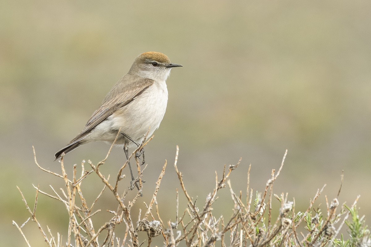 White-browed Ground-Tyrant - ML609787178