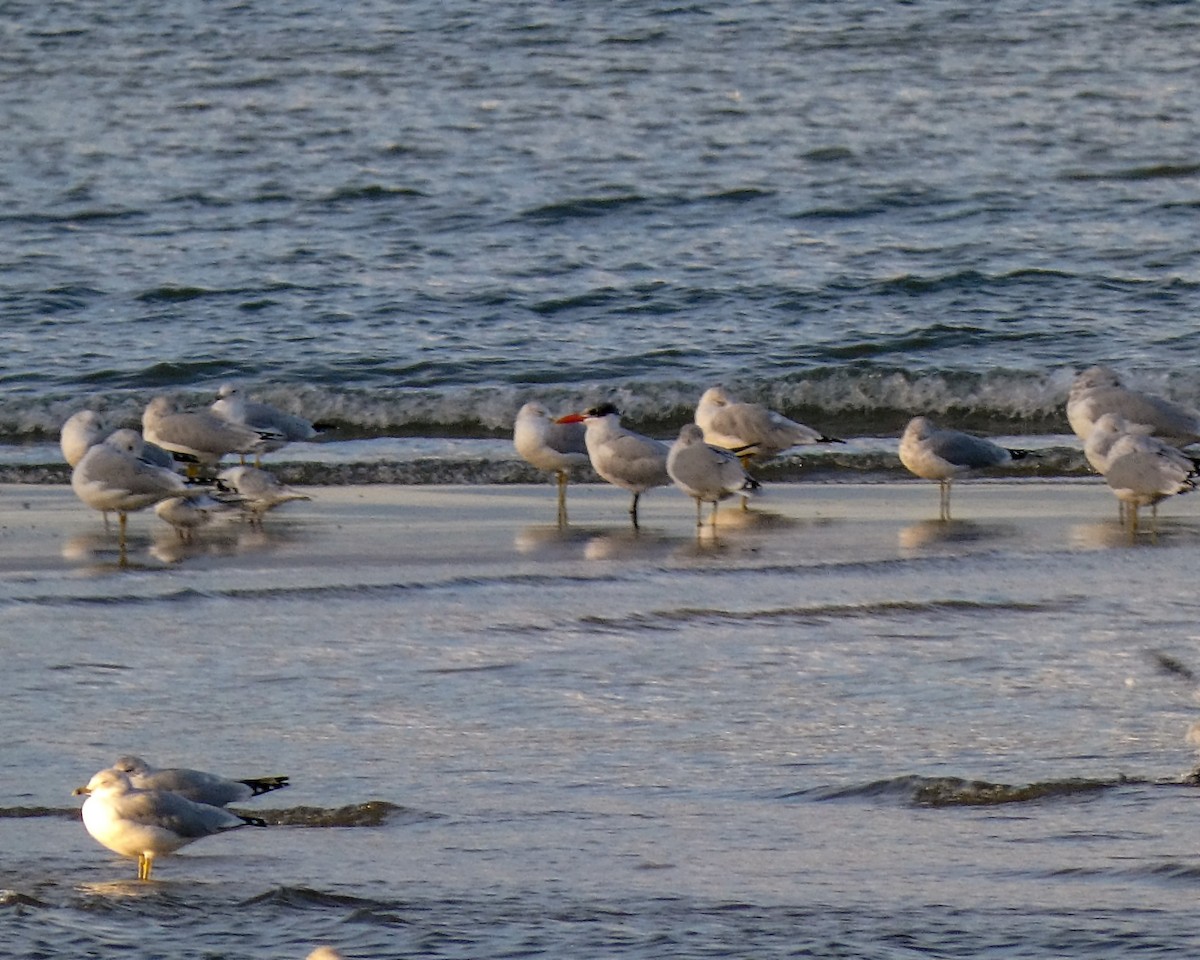 Caspian Tern - Kathy L. Mock