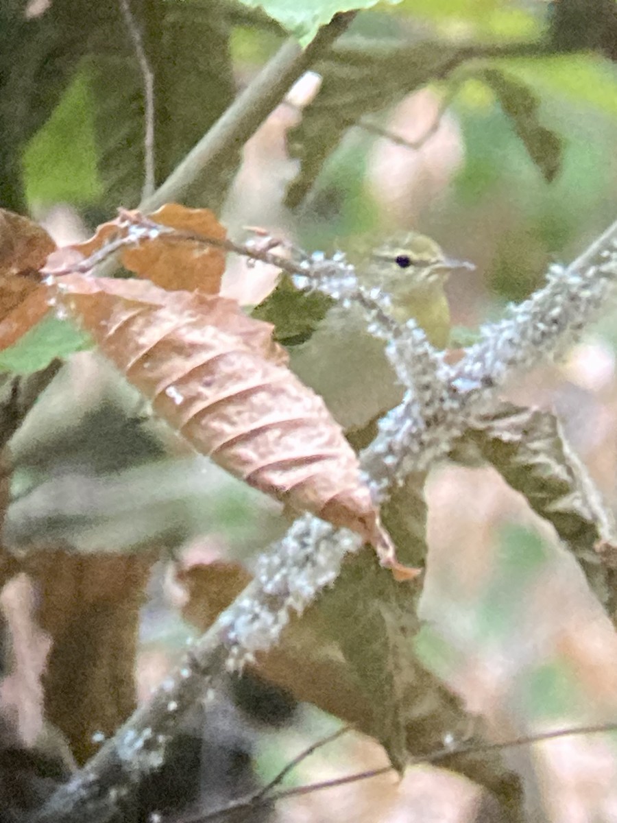 Tennessee Warbler - ML609787246