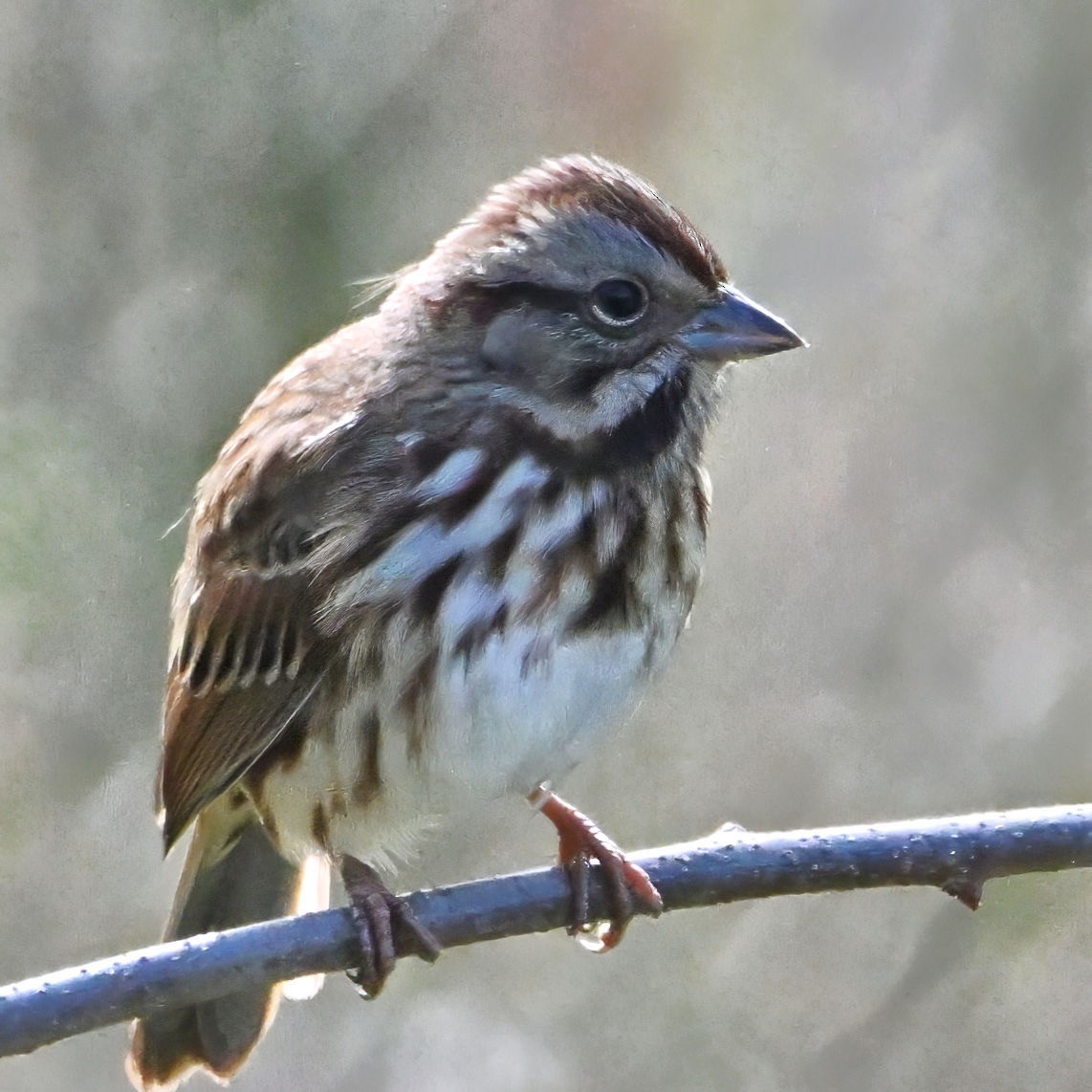 Song Sparrow (melodia/atlantica) - ML609787251