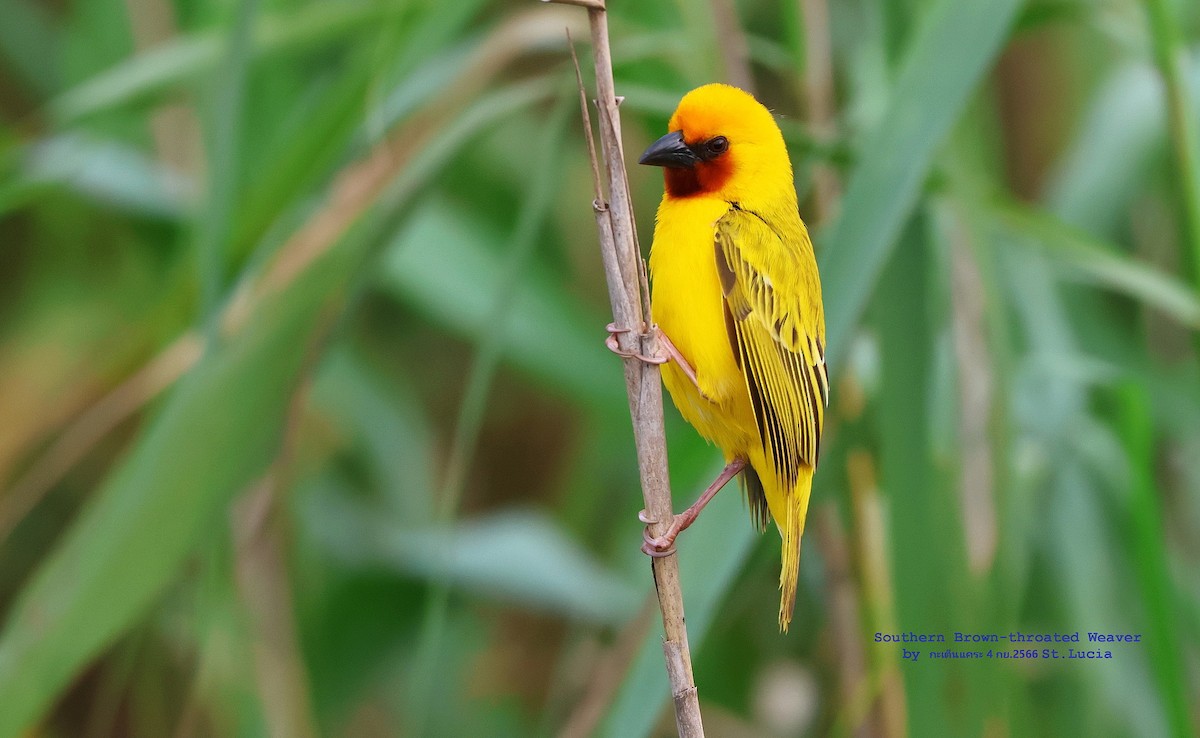 Southern Brown-throated Weaver - Argrit Boonsanguan