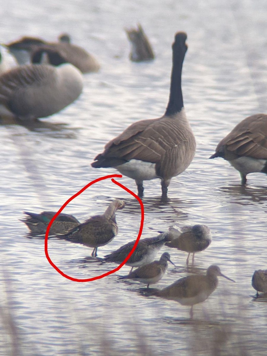 Hudsonian Godwit - ML609787385