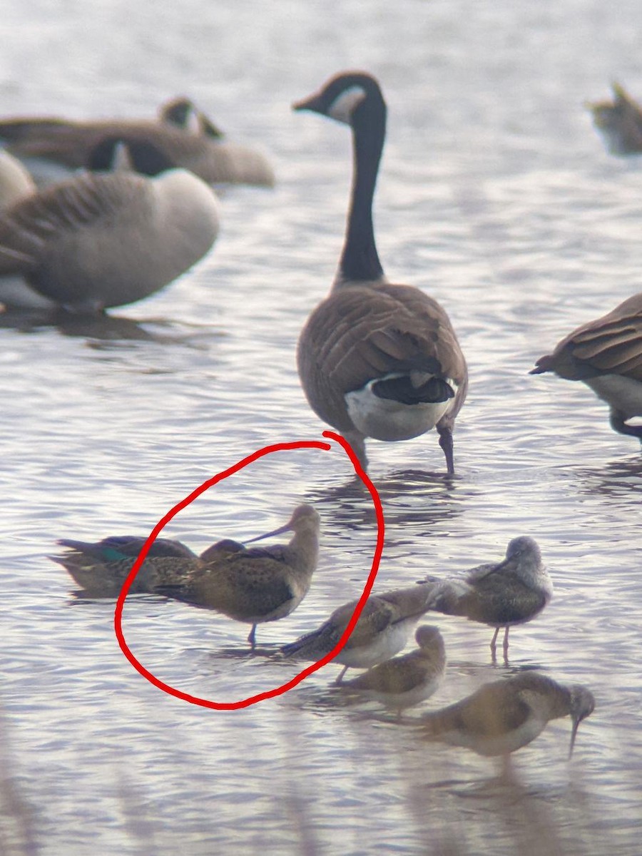 Hudsonian Godwit - ML609787386