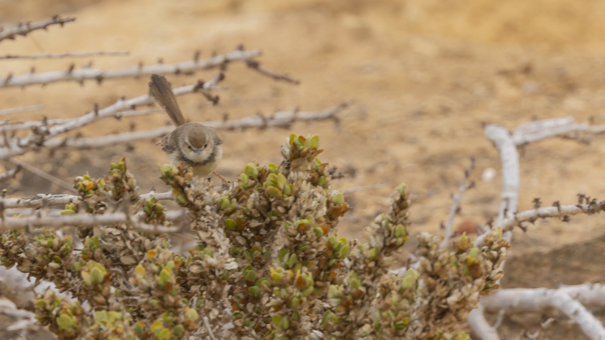 Black-chested Prinia - Robert Tizard