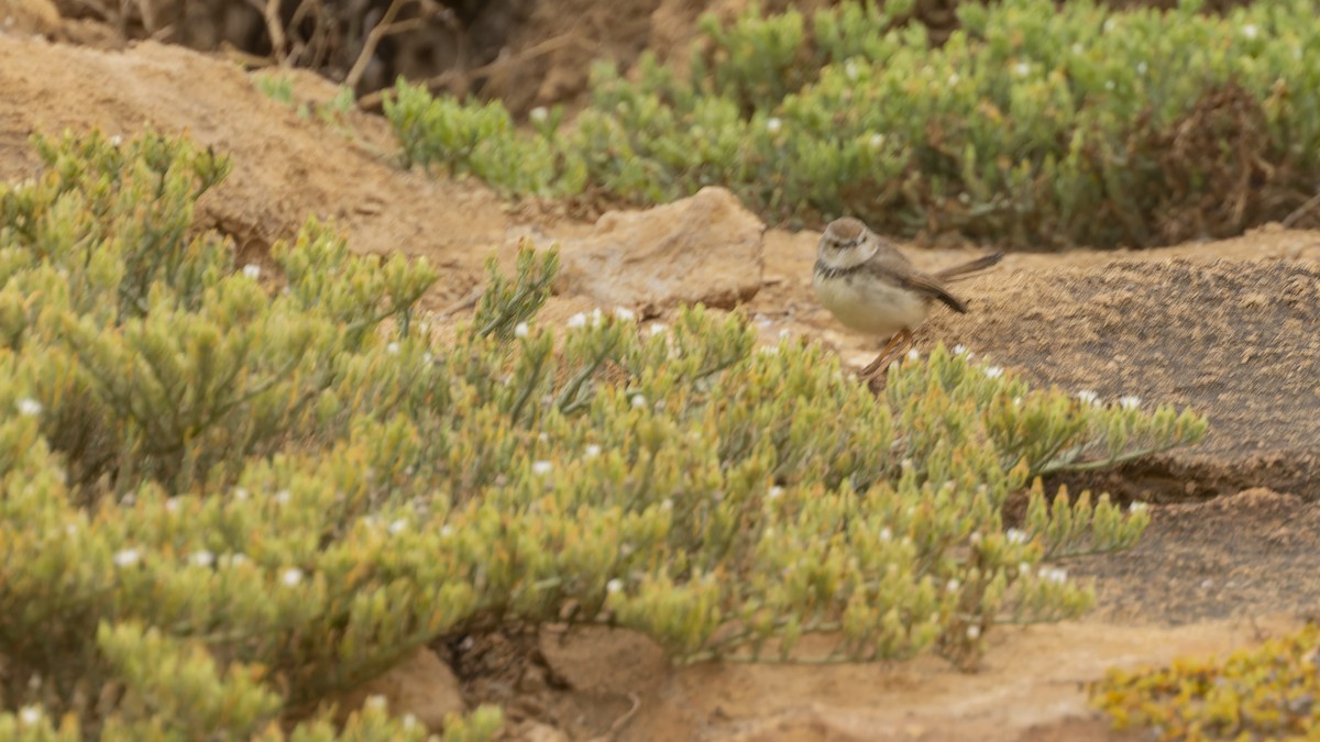 Black-chested Prinia - ML609787401