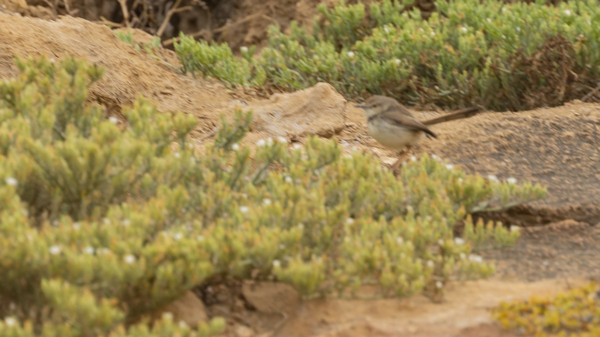 Black-chested Prinia - ML609787402