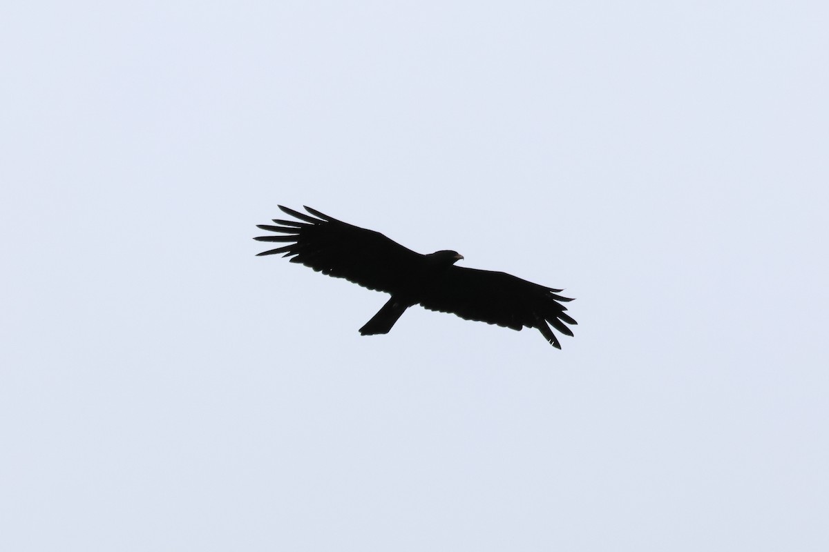 Black Eagle - RIIO LU