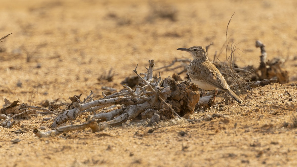 Karoo Long-billed Lark (Benguela) - ML609787530