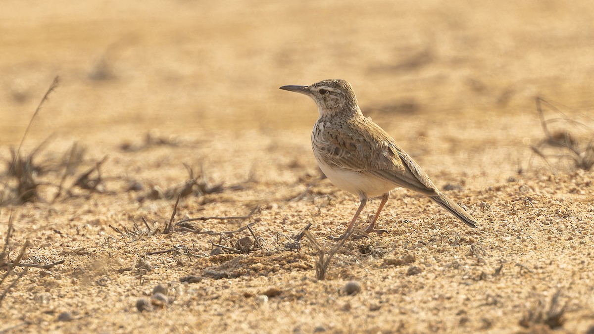 Karoo Long-billed Lark (Benguela) - ML609787531