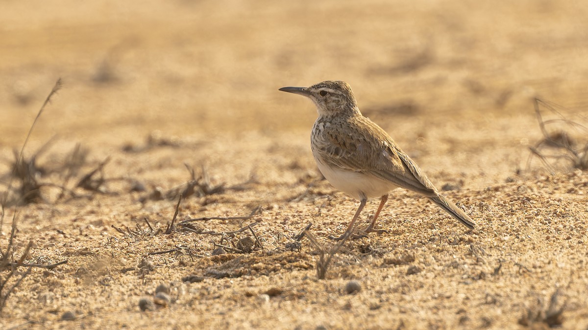 Karoo Long-billed Lark (Benguela) - ML609787532