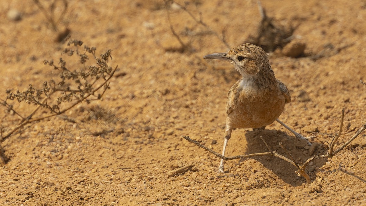 Spike-heeled Lark (Spike-heeled) - ML609787642