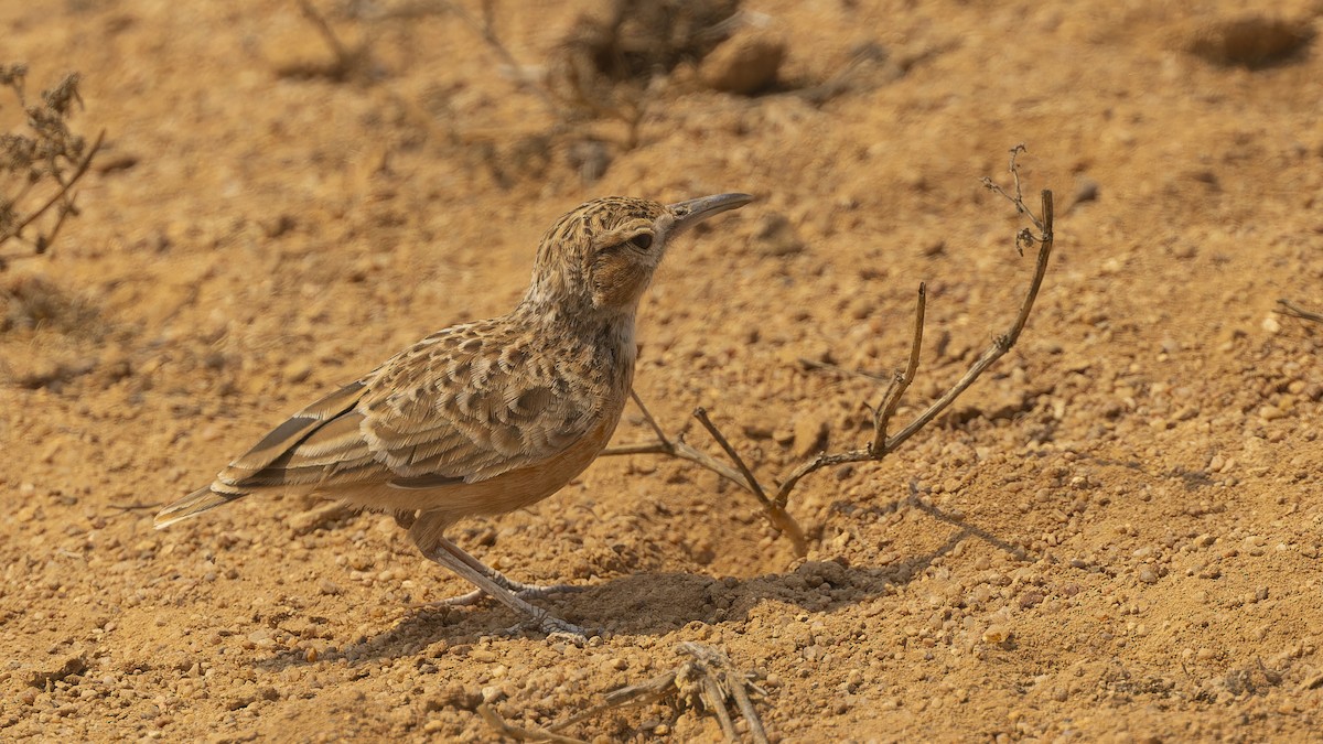 Spike-heeled Lark (Spike-heeled) - ML609787645