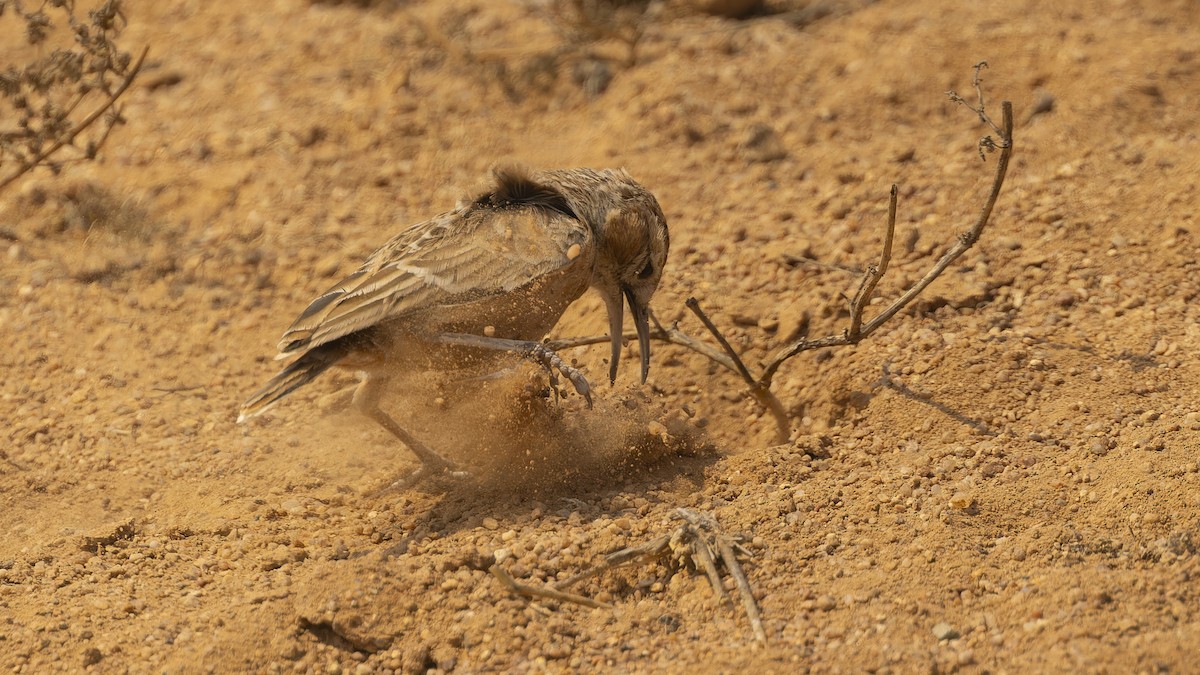 Spike-heeled Lark (Spike-heeled) - ML609787647