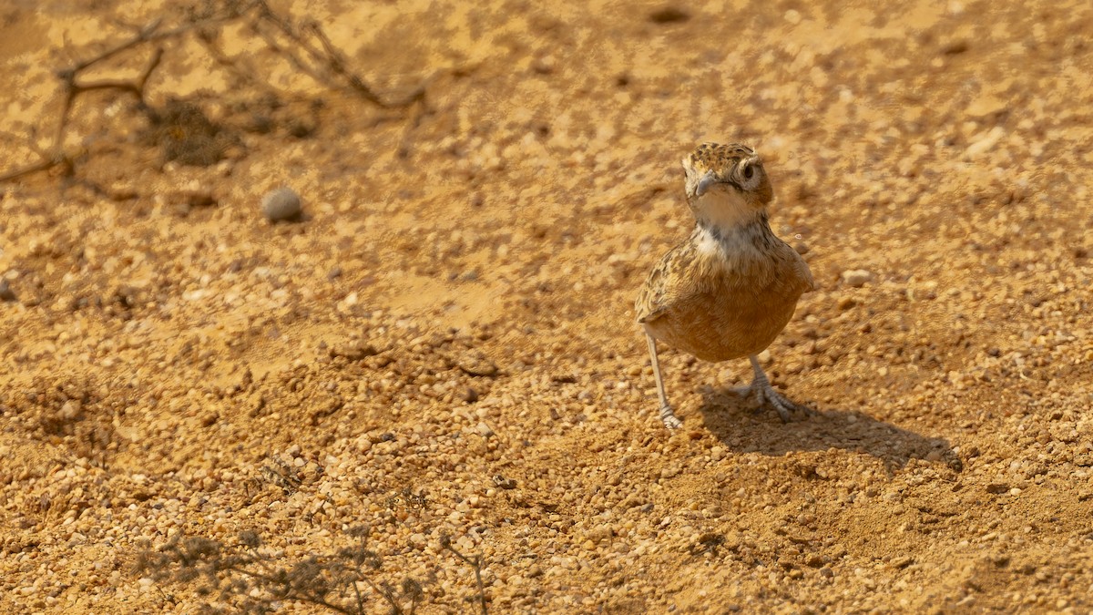 Spike-heeled Lark (Spike-heeled) - ML609787651