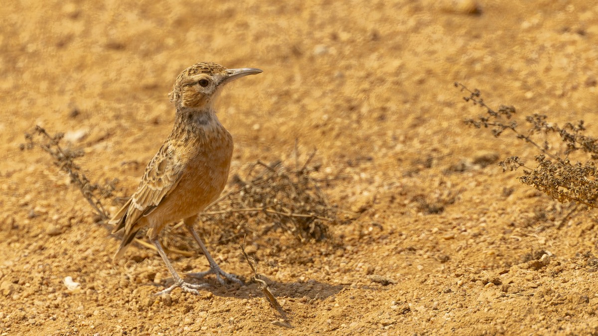 Spike-heeled Lark (Spike-heeled) - ML609787653