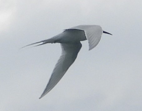 White-fronted Tern - ML609787776