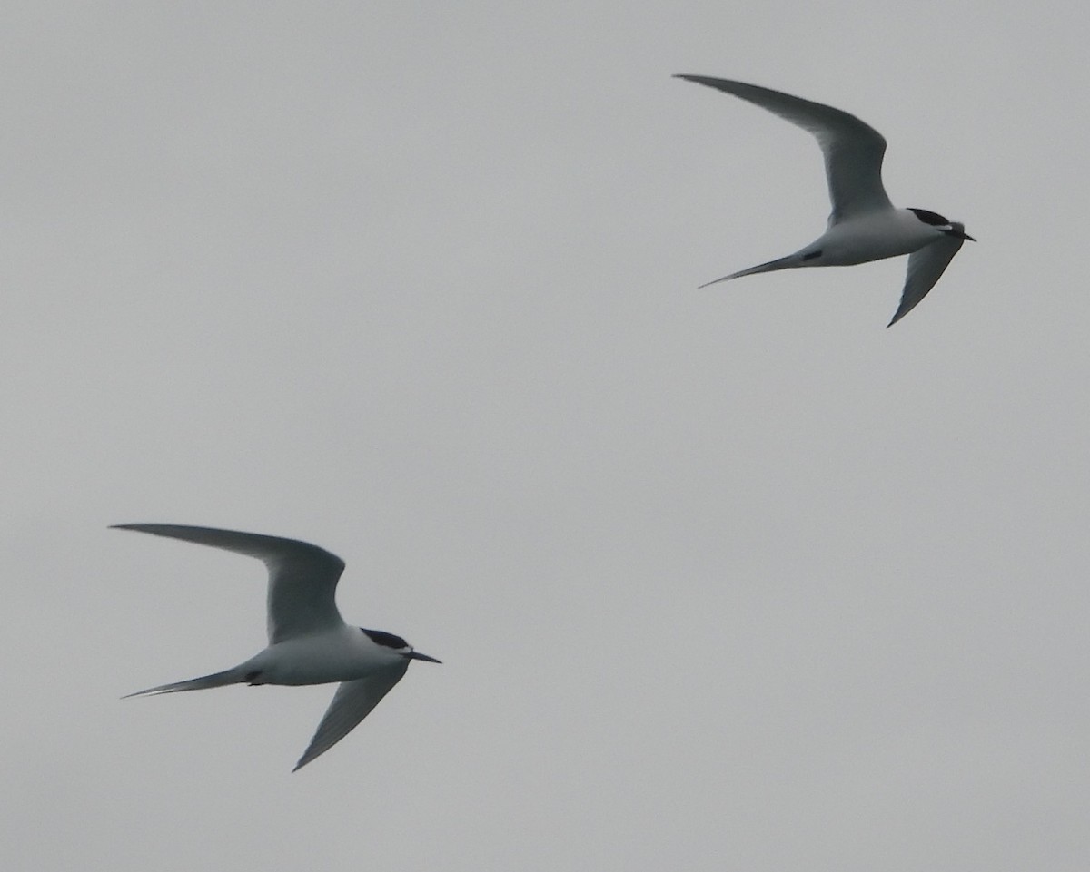 White-fronted Tern - ML609787779