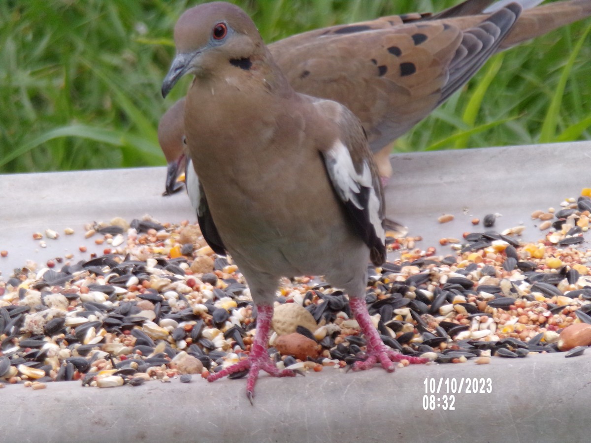 White-winged Dove - Texas Bird Family