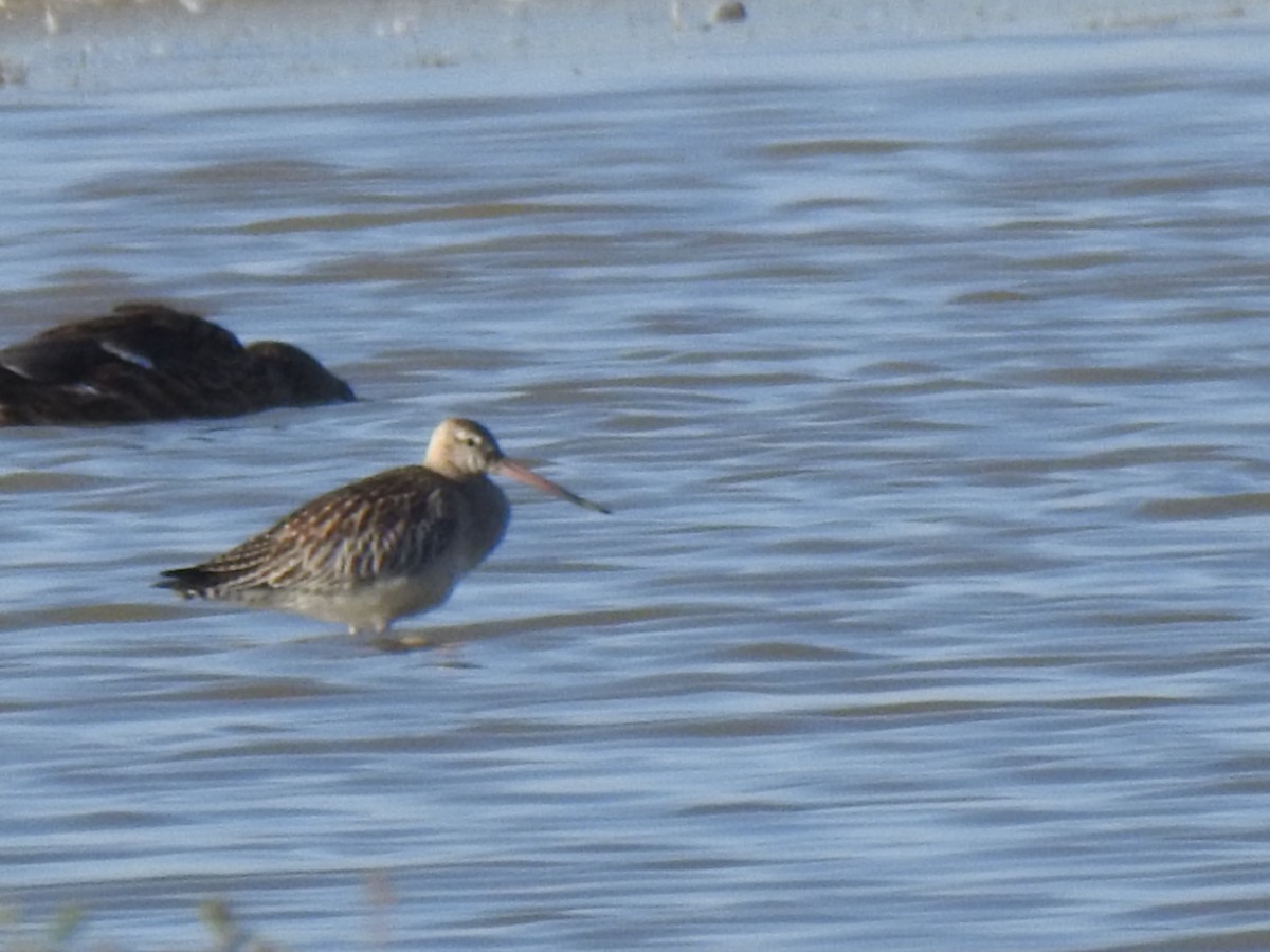 Bar-tailed Godwit - ML609787973