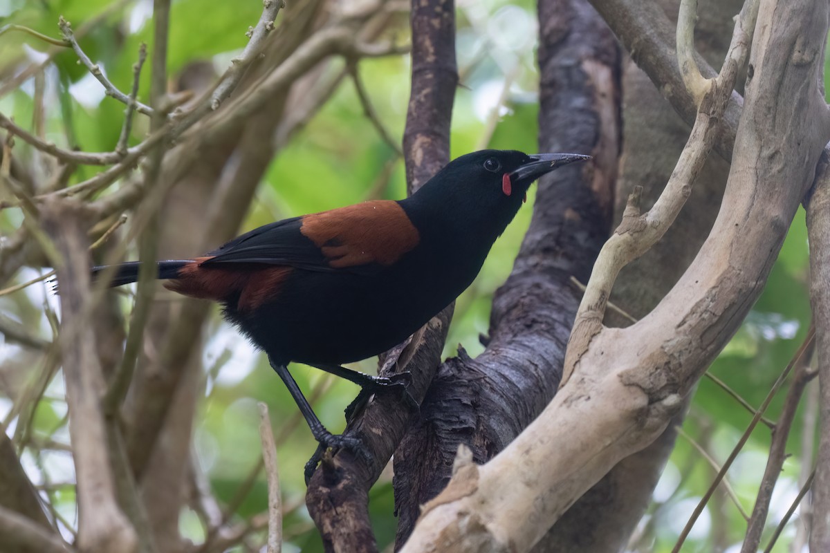 South Island Saddleback - ML609787974