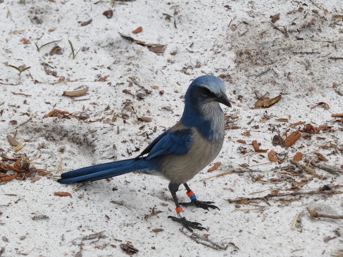 Florida Scrub-Jay - Doug Sutherland