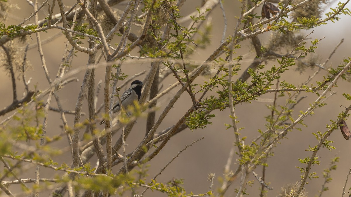 Mésange cendrée - ML609788069