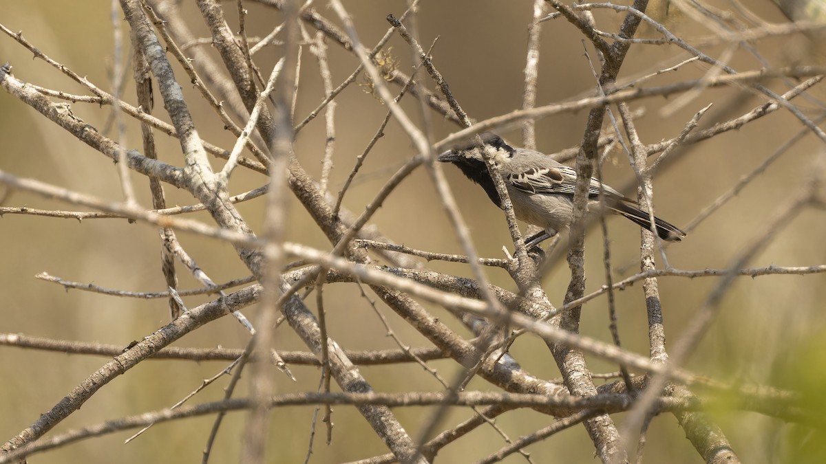 Mésange cendrée - ML609788080