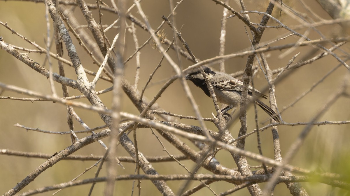 Mésange cendrée - ML609788084