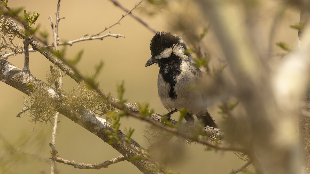 Ashy Tit - ML609788087