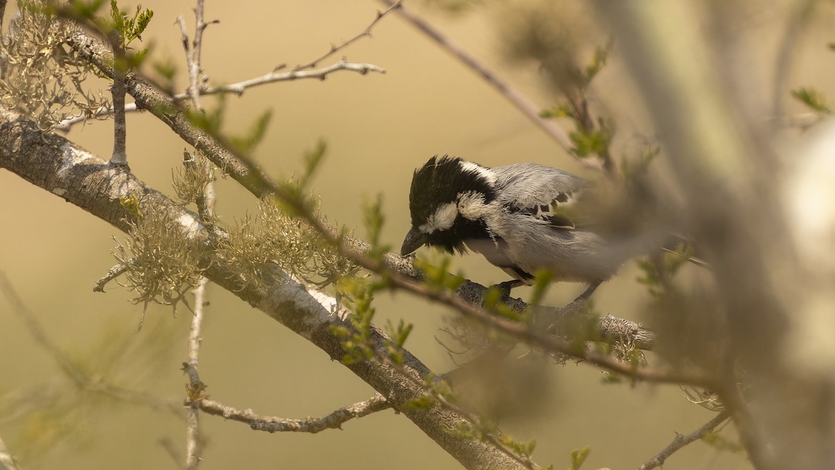 Ashy Tit - ML609788100