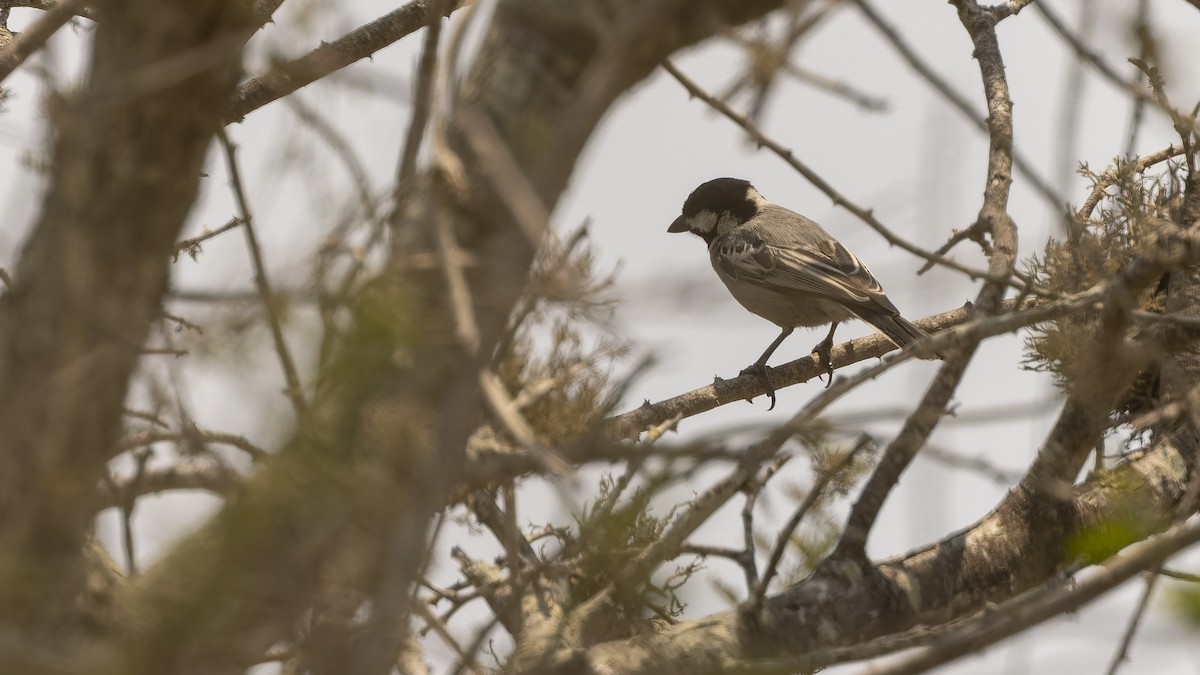 Ashy Tit - Robert Tizard