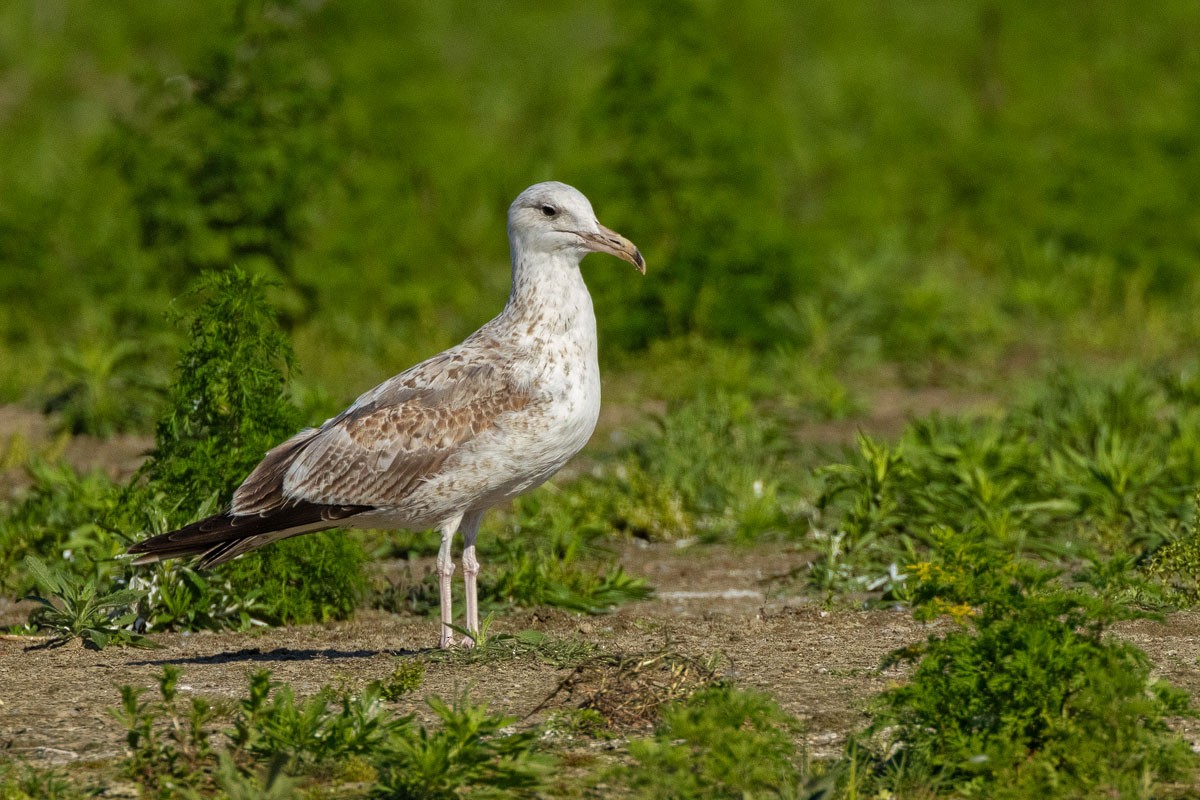 Caspian Gull - ML609788204