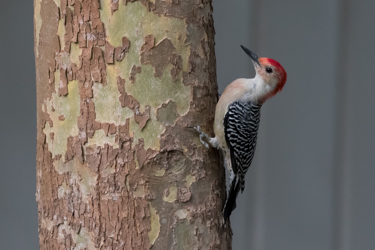 Red-bellied Woodpecker - Gabrielle Harrison