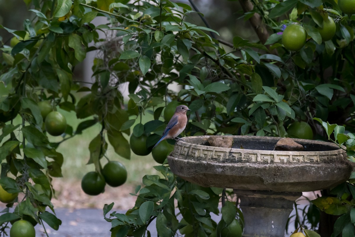 Eastern Bluebird - Gabrielle Harrison