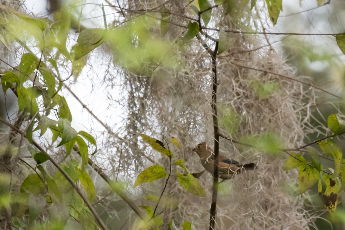 Indigo Bunting - ML609788274