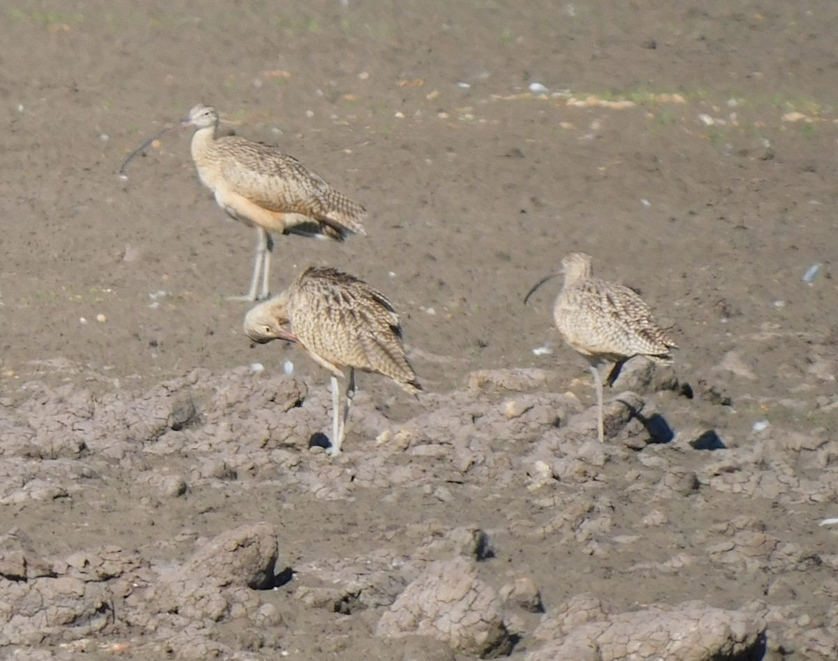Long-billed Curlew - ML609788297