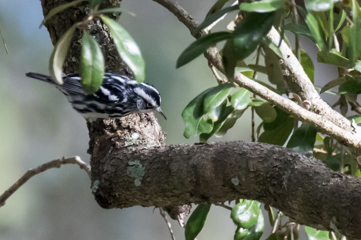 Black-and-white Warbler - Gabrielle Harrison