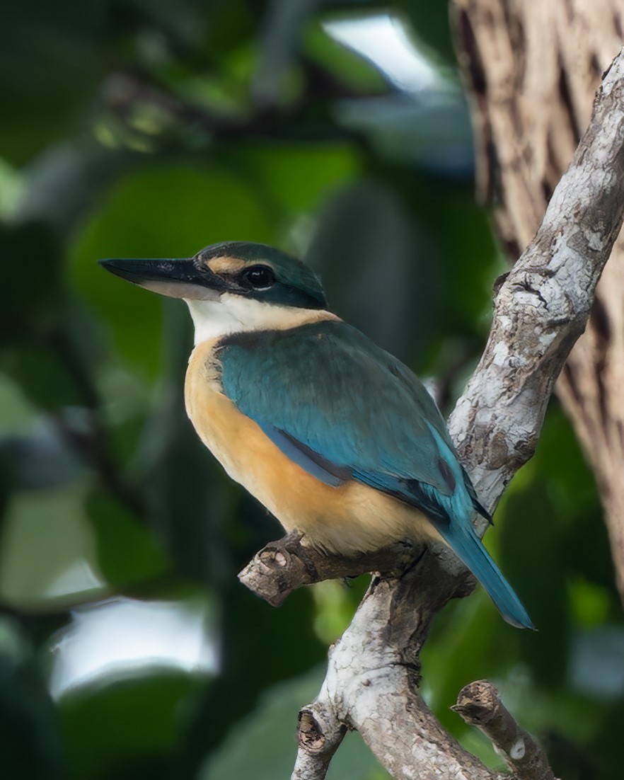 Sacred Kingfisher (Australasian) - ML609788463